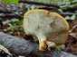 Olaszgomba (Polyporus tuberaster), Budai-hegység
